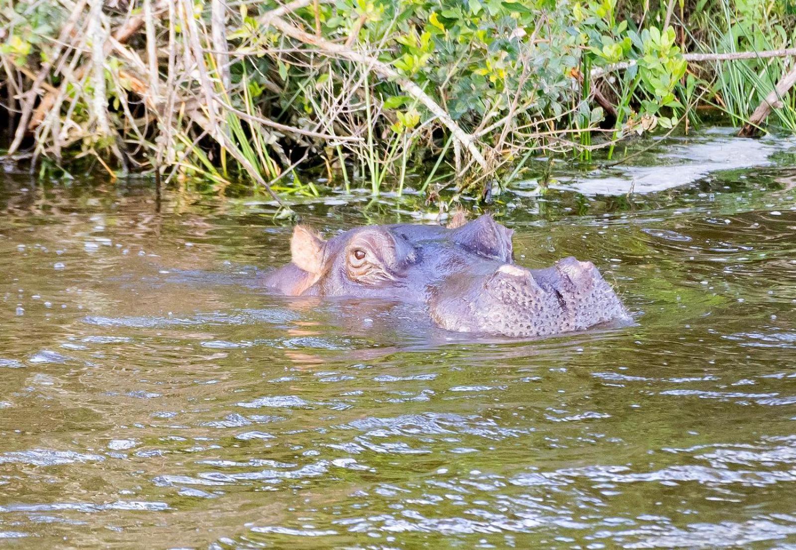 Belle Balance Bush Lodge Plettenberg Bay Zewnętrze zdjęcie